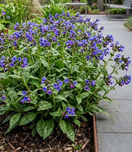 Pulmonaria hybrid ‘Tresta Sky’®